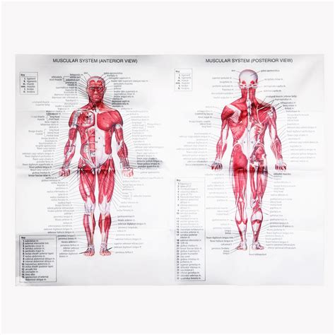 Bar Charts Anatomy Study Guide Medhealth Tillescenter Charts And Posters