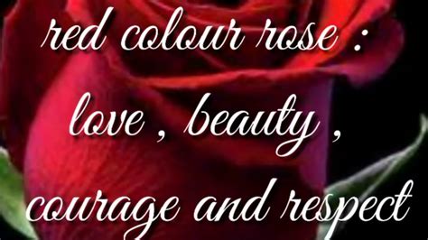 Valentine's day, also called saint valentine's day or the feast of saint valentine, is celebrated annually on february 14. Valentines Day Rose colour guide || The meaning of Rose ...