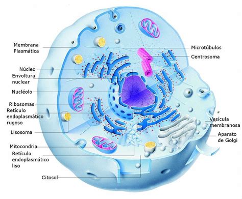 As Membranas Plasmáticas Eou Celulares Desempenham Diversas Funções