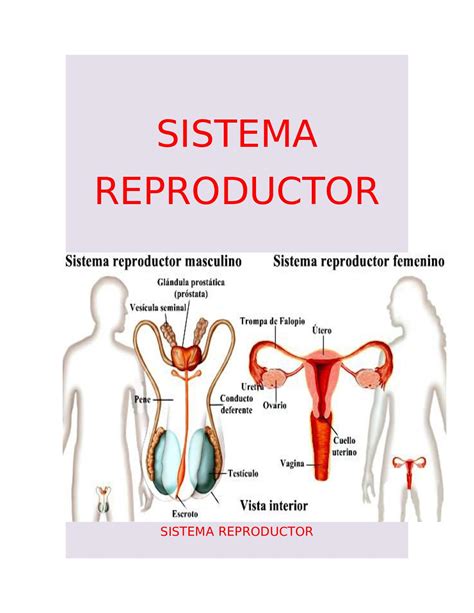 Lamina De Aparato Reproductor Femenino Y Masculino