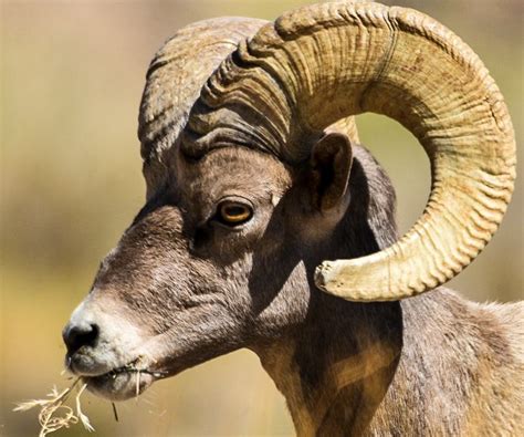 Big Horn Ram Enjoying A Snack Smithsonian Photo Contest Smithsonian