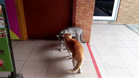Jun 29, 2021 · uss dwight d. Kucing kampung vs kucing hutan - YouTube