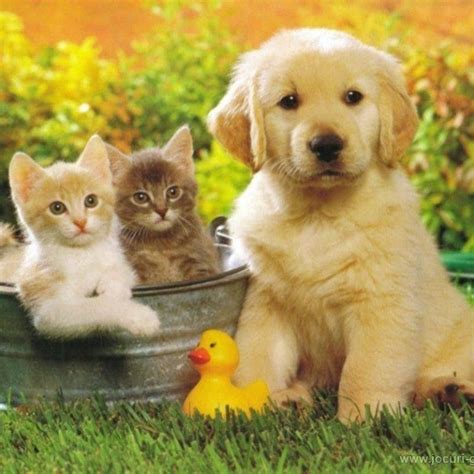 10 Top Cats And Dog Wallpapers Full Hd 1920×1080 For Pc