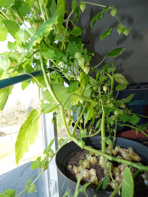 Ground cherry seeds are usually fairly easy to germinate, though germination time can be a bit longer than other vegetable seeds. Anita's Health Blog: Cossak Pineapple Ground cherry tomatoes