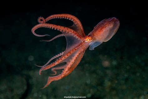 La historia no contada del enorme pulpo que escaló una torre en Canadá znicely