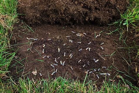 How To Get Rid Of Lawn Grubs Safeguard Pest Control