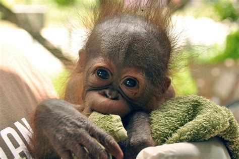 Young Orangutan Rescued