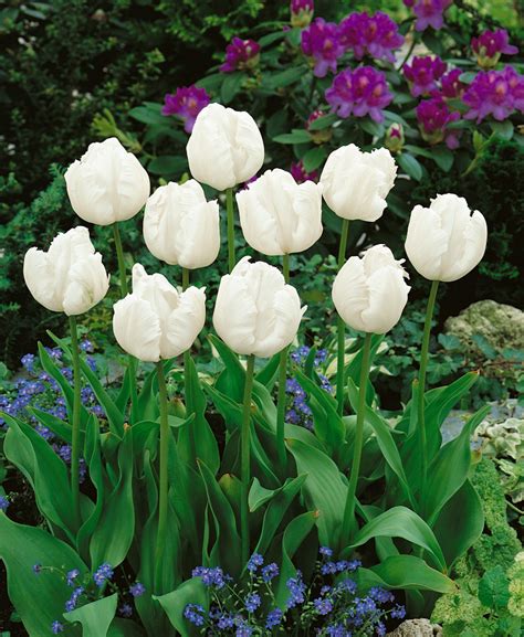 Tulipa ´white Parrot´ Tulipán Bal 5 Ks 12