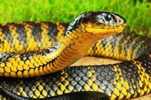 Cosa significa sognare un serpente? Serpente Tigre | Snake, Snake wallpaper, Australian animals