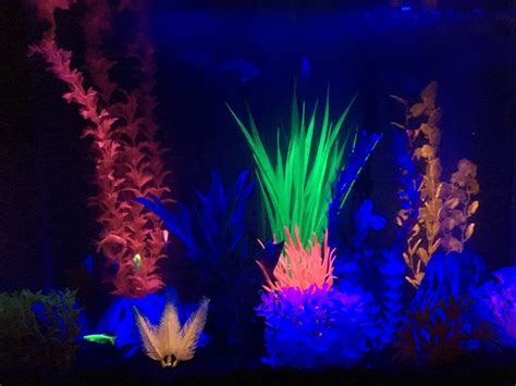 20 Gallon Glow Fish Tank Fish Tank Decorations Fish Tank Glow Fish