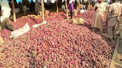 Farmers Lament As Onions Rotten In North Over Blockage Of Supply To South Daily Post Nigeria