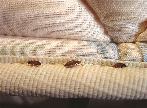Bed bugs like to live in protected, small locations where they can aggregate together and not be readily noticed. Bed Bug Pictures