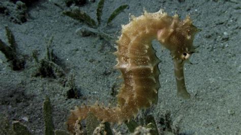 Check poison symptoms, diagnosis & treatments. Where do seahorses live