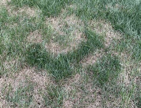 How To Treat Summer Patch Lawn Disease Turf And Lawn Fungus Lawn Phix