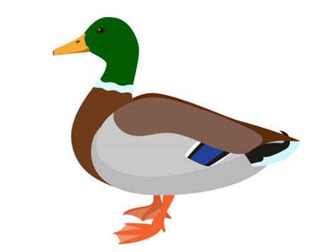 Mallard Duck Illustrations Royalty Free Vector Graphics And Clip Art