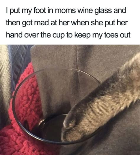 18 Pictures That Prove All Cats Are Dicks The Poke