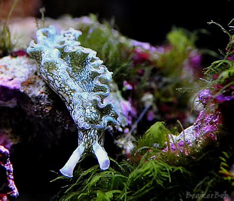 Feast Your Eyes Lettuce Nudibranch