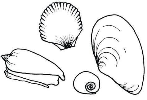 Check spelling or type a new query. Coloring Pages Sea Shells at GetColorings.com | Free ...