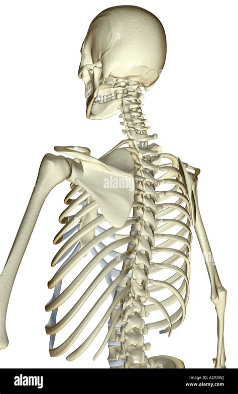 Upper Torso Anatomy Human Anatomy Upper Torso Upper Parts Of The