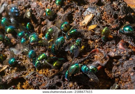 Cow Pat Maggots Images Stock Photos D Objects Vectors