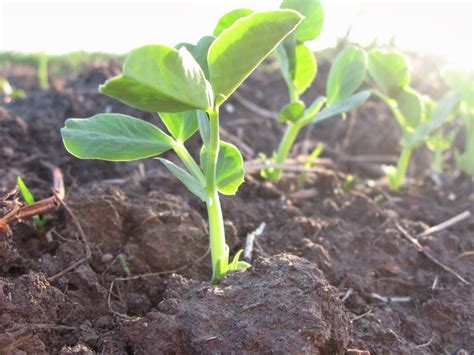 How To Grow Peas From Seed The Garden Of Eaden