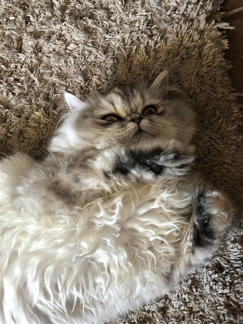 Épinglé Par Nikki Cox Sur Animals And Pets ️ Persan