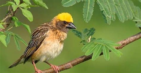 Common Birds Of Bengal Birds Of India
