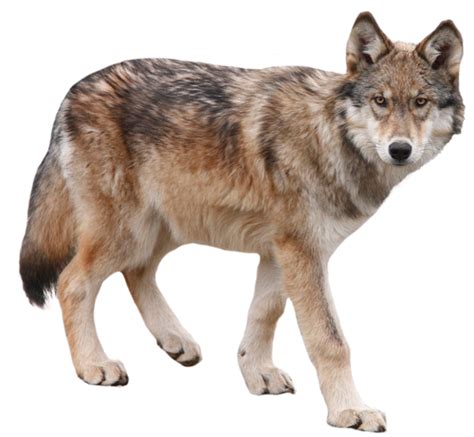 Please wait while your url is generating. HQ Wolf PNG Transparent Wolf.PNG Images. | PlusPNG