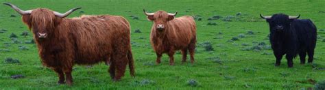 Tour Scotland Tour Scotland Photographs Highland Cows Loch Leven