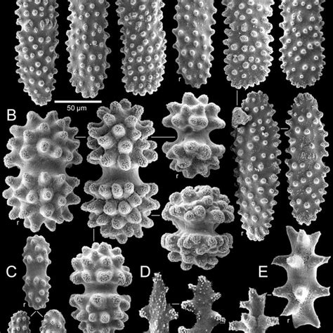 A E Sclerites Of Nicella Americana From Syntypes Of N Americana Zsm