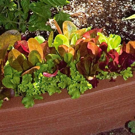 We did not find results for: Lettuce Mesclun Mix, 8-pack | White Flower Farm