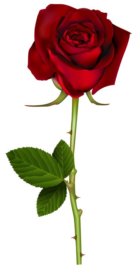 Red Rose Png Transparent Image Gallery Yopriceville High Quality