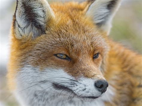 Fox With Half Closed Eyes Another Fox Portrait Nice And F Flickr