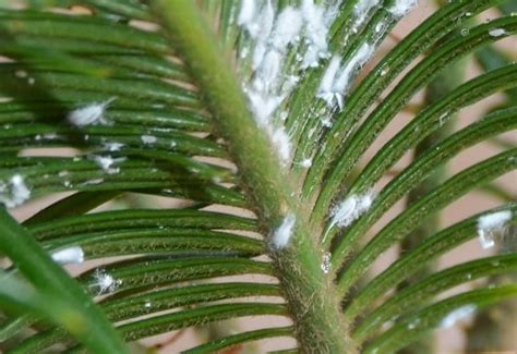 How To Get Rid And To Cure Fungus On Palm Trees