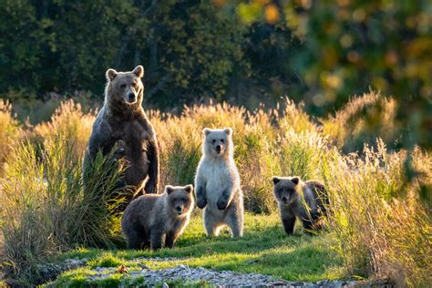 Katmai National Park