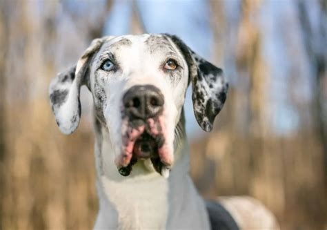 Merle Great Dane Puppies With Blue Eyes
