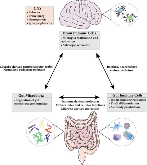 How The Microbiota Regulates Gut Homeostasis