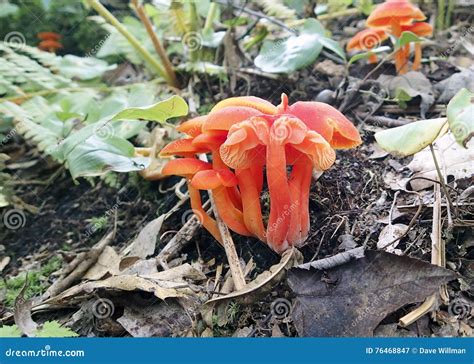 Orange Mushrooms Cluster Stock Image Image Of Fungi 76468847