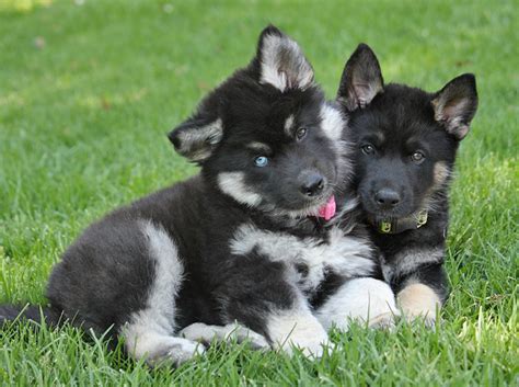 German shepherd rescue helps rehome german shepherds across the uk. Westside German Shepherd Rescue of Los Angeles