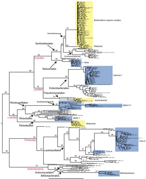 Phylogenetic Relationships For The Bacterial Species Included In The