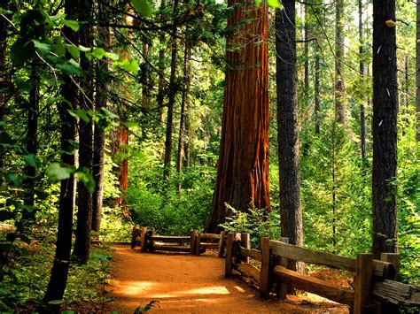 1600x1200 Redwoods Backgrounds And Wallpapers Wallpapersafari Tree