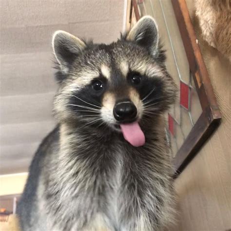 Do Raccoons Eat Domestic Cats Martin Corona