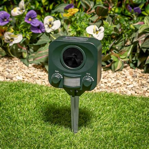 Make your garden beds less note: Cat Deterrents: Simple Solution to Keeping Cats Out of ...