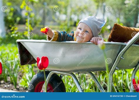 A Child In A Wheelbarrow Stock Photo Image Of White 69416738
