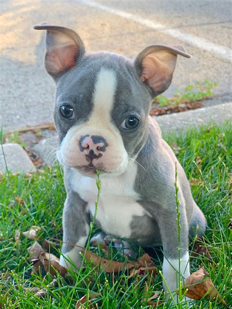 Blue Merle Boston Terrier Puppies For Sale - Pets Lovers