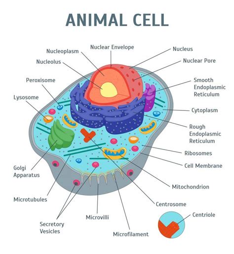Image Of An Animal Cell Diagram With Each Organelle Labeled Célula
