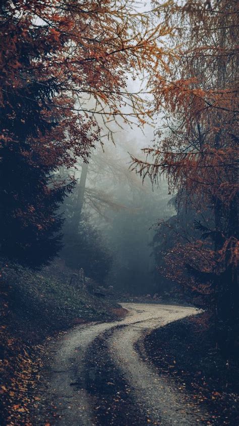 Download Wallpaper 540x960 Forest Road Fog Trees Autumn Nature