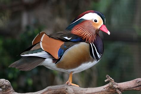 Endangered species mandarin ducklings follow their owner wherever he goes. Mandarin Duck Pair