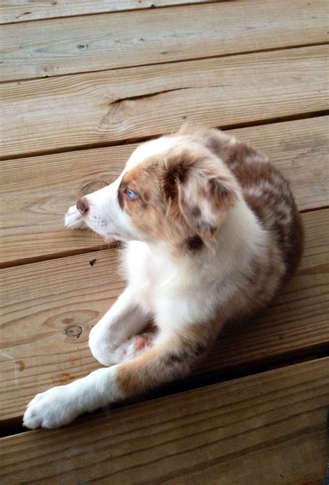 Red Merle Puppy Australian Shepherd Benito Beneventi