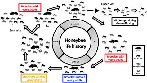 Honey Bee Life History In Fall Colonies Of Honeybees Contain Young